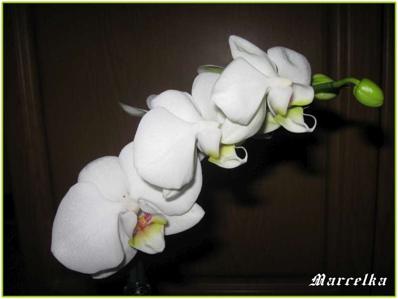 orchidej-800